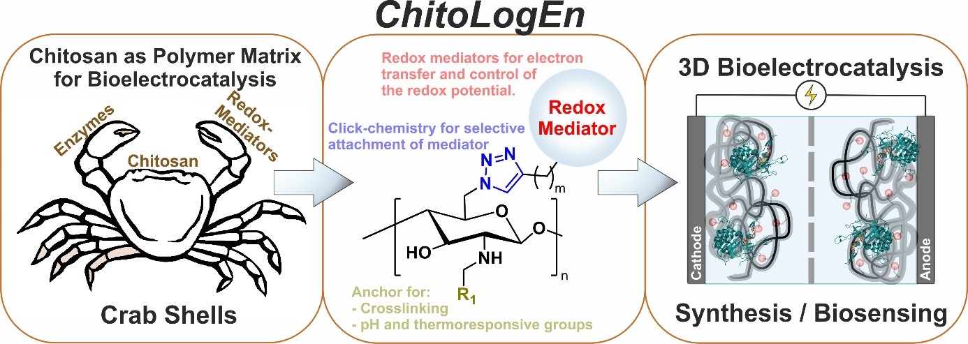 ChitoLogEn: Synthesis and applications of the new multifunctional redox active material made from chitosan. The new materials aim the upgrade of bioelectrocatalysis in redox active polymers.