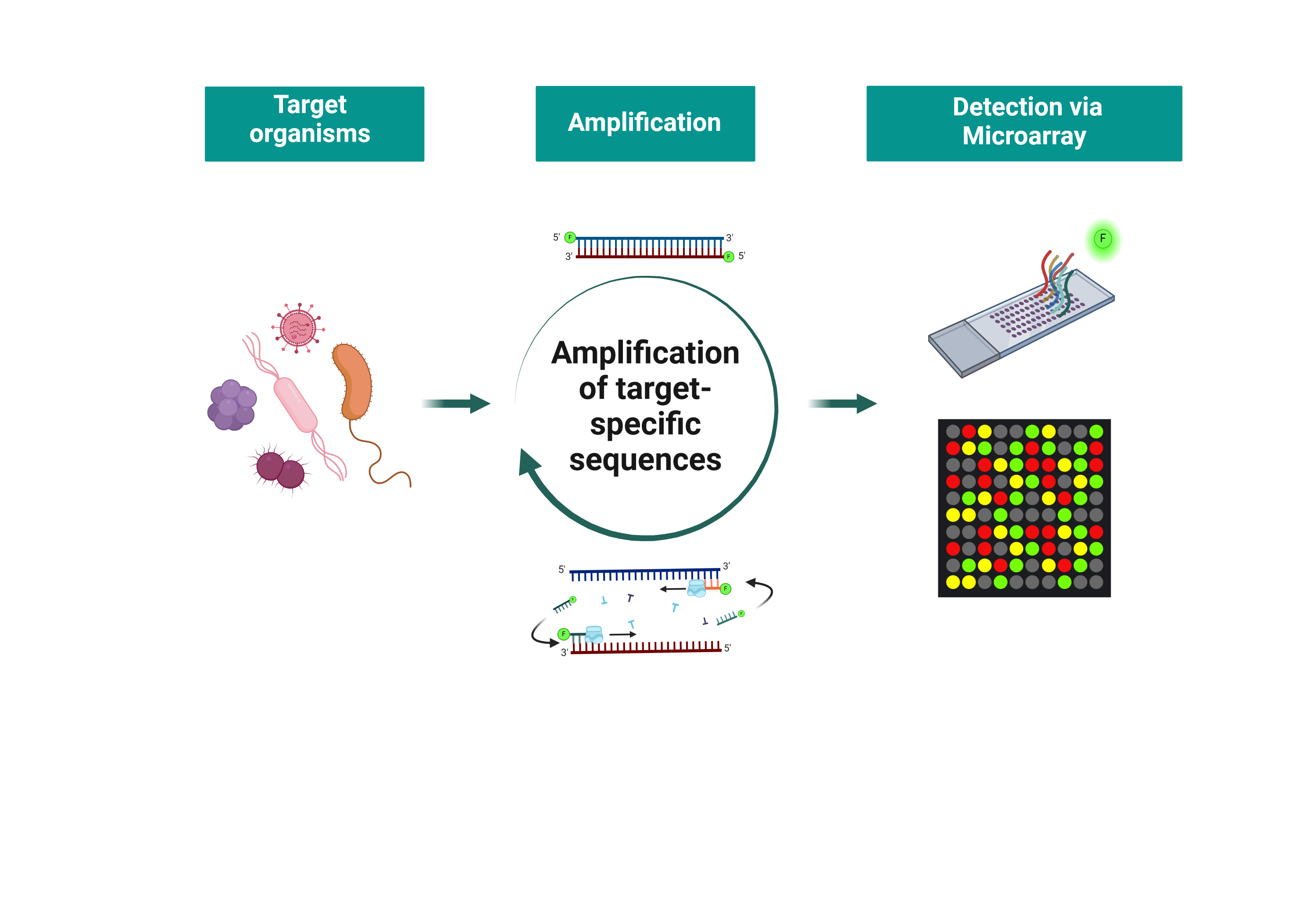 Amplification and fluorescence-based labeling of specific DNA sequences from different pathogens, precisely positioned on a microarray via probe.