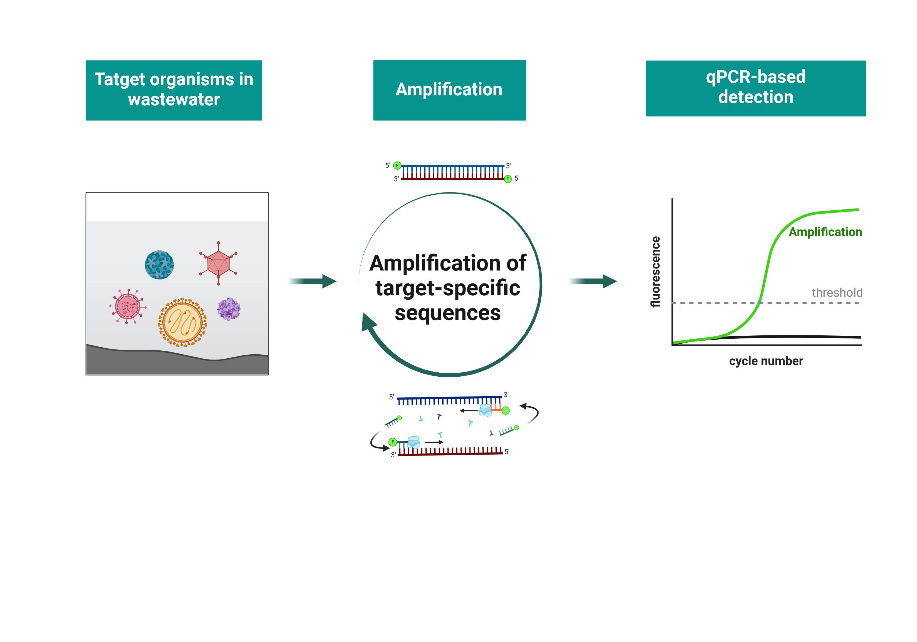 After isolating the target organisms from wastewater, their genomic material is amplified using specific probes. The subsequent qPCR allows the detection of existing viruses. 