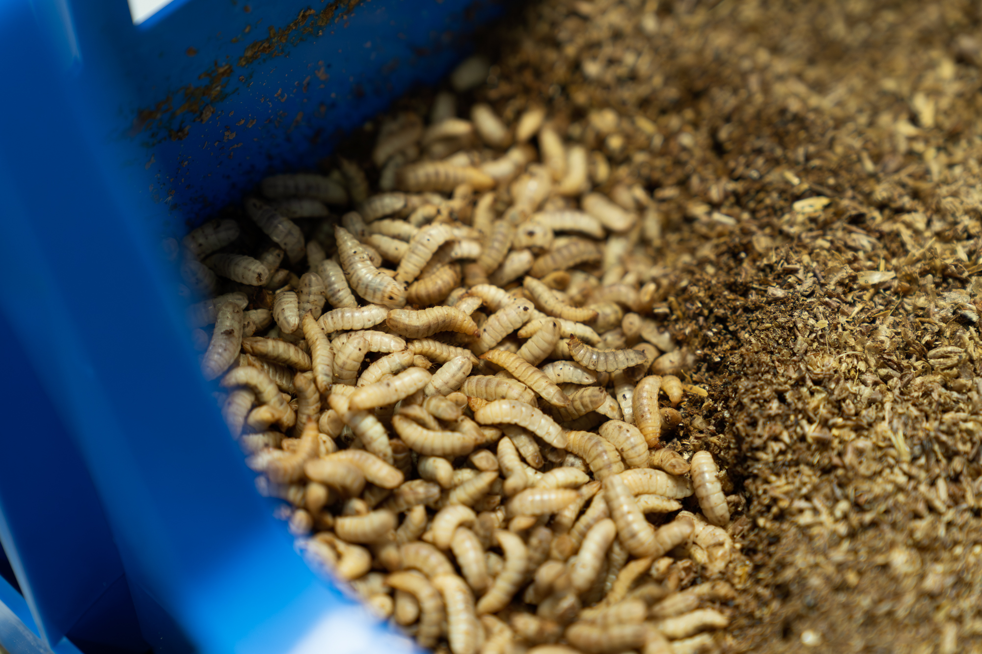 Larvae of the black soldier fly