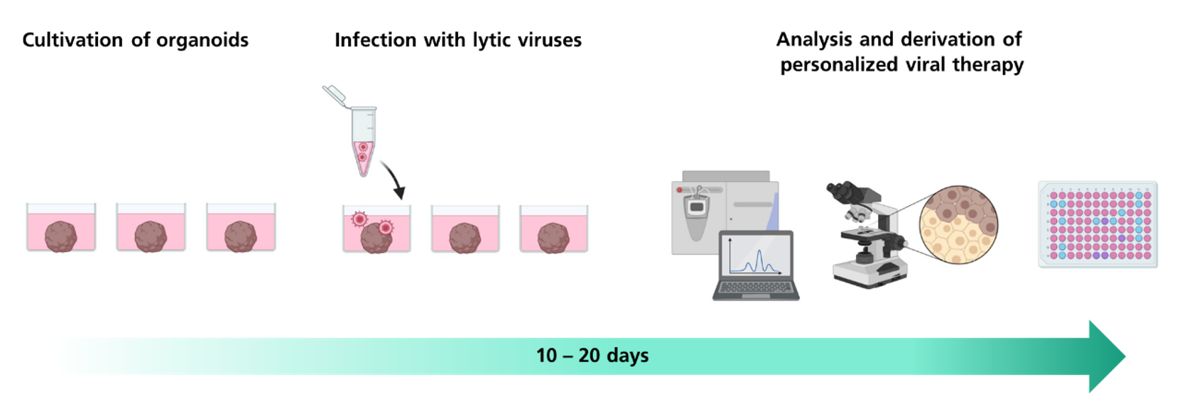 Time course of the infection model with subsequent virus analysis (mass spectrometry, viability, titer determination)
