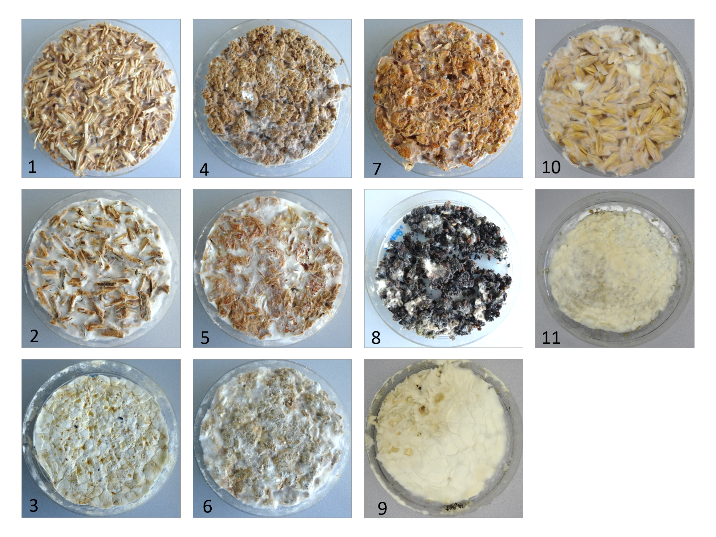 Growth of the fungus Kuehneromyces mutabilis on various substrates.