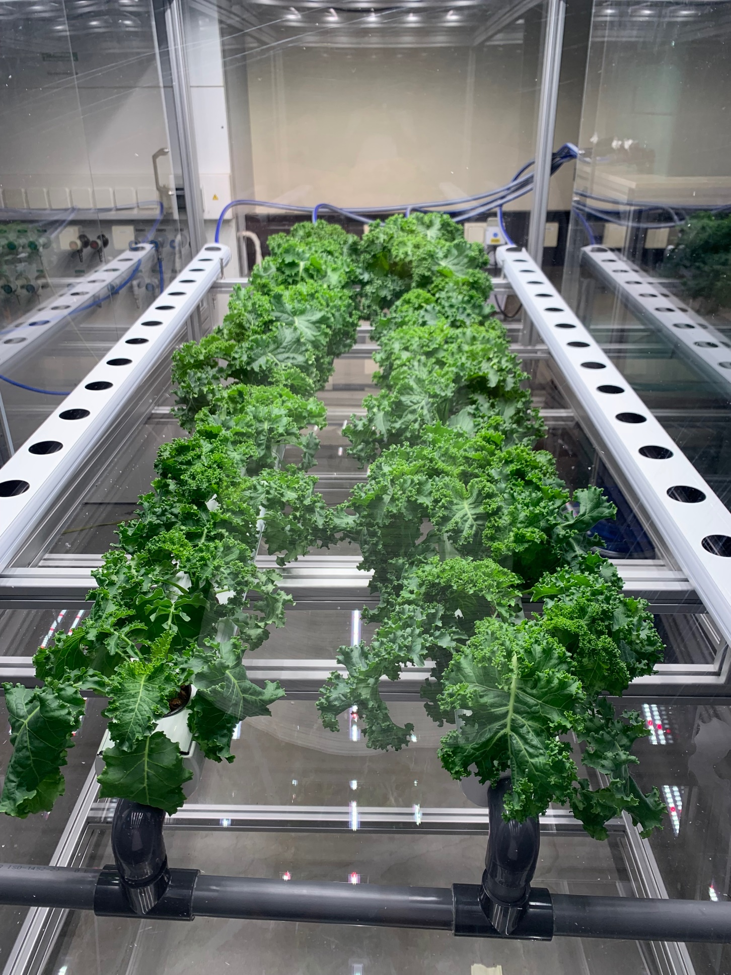 Hydroponic cultivation of kale at the IGB pilot plant facility