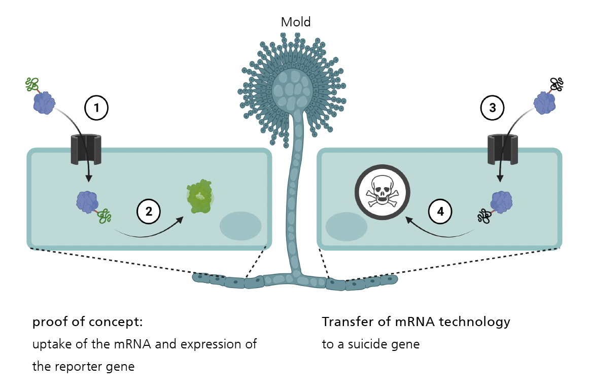 Proof of concept: uptake of the mRNA and expression of the reporter gene | Transfer of mRNA technology to a suicide gene