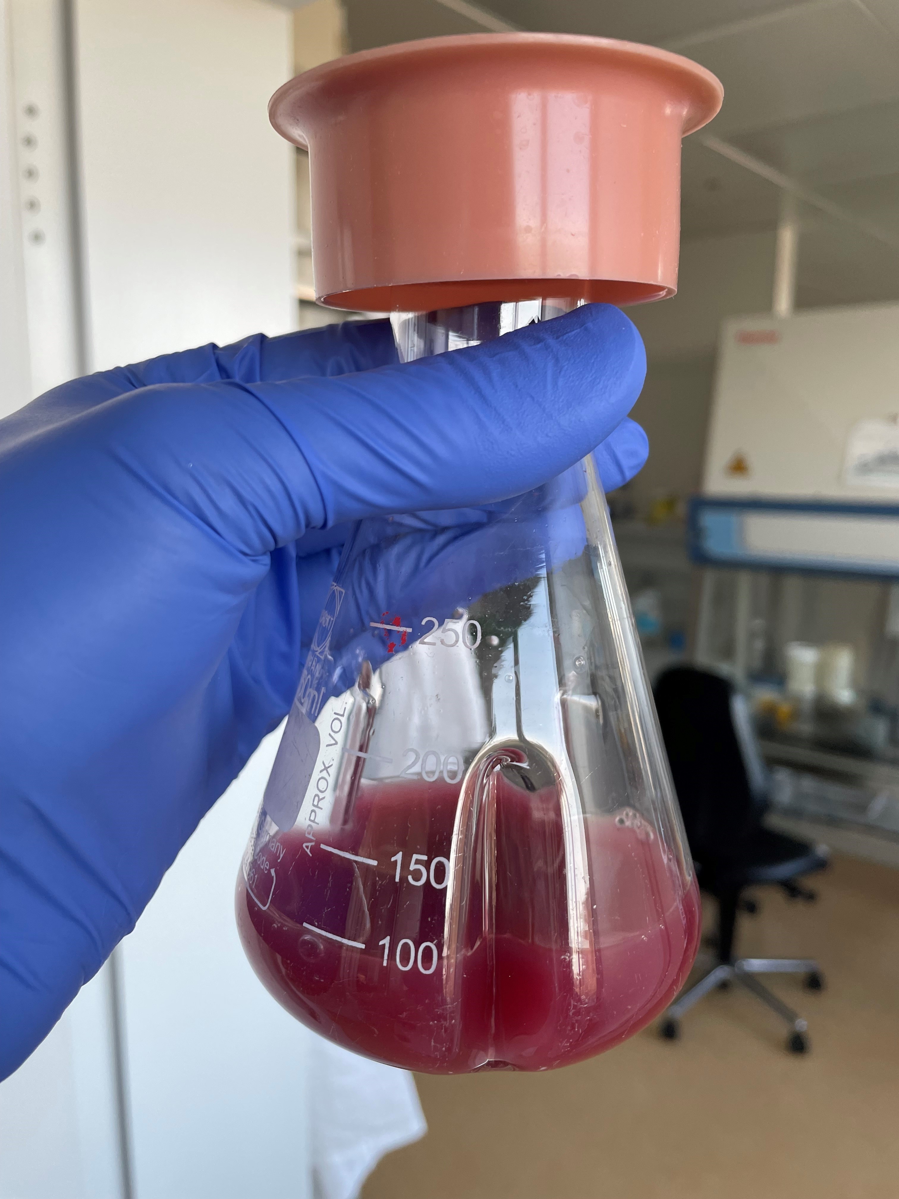 The purple bacterium Rhodospirillum rubrum is facultatively phototrophic and can grow with light as well as with simple organic substrates as an energy source.
