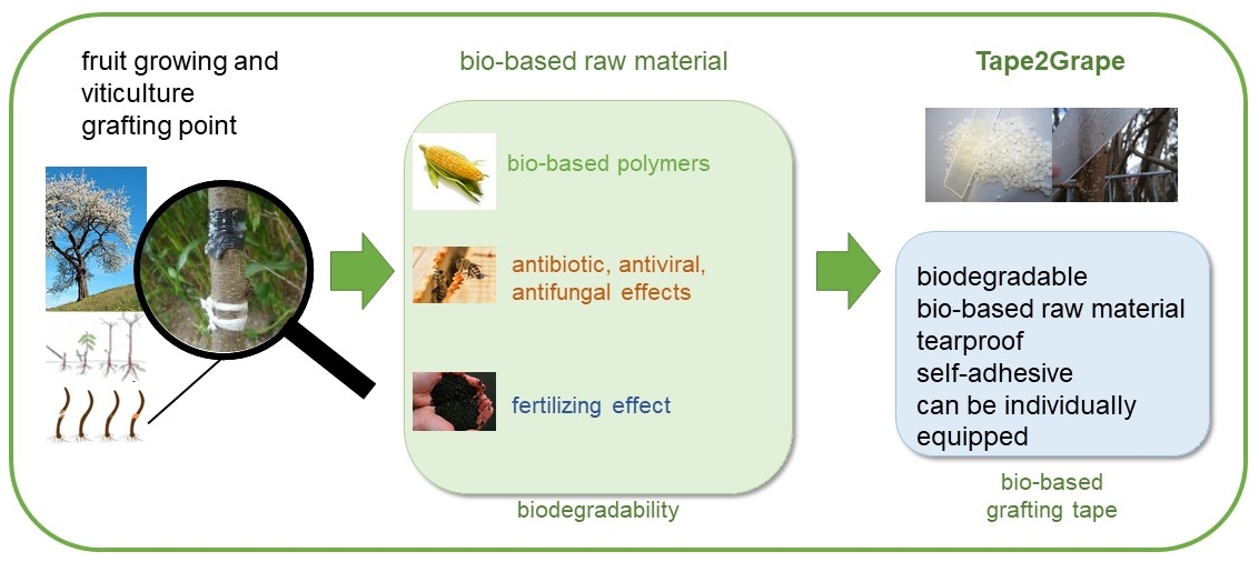 Application of grafting tapes in fruit growing (left), functional application at the grafting point (middle) and desired innovative properties (all-in-one) (right).