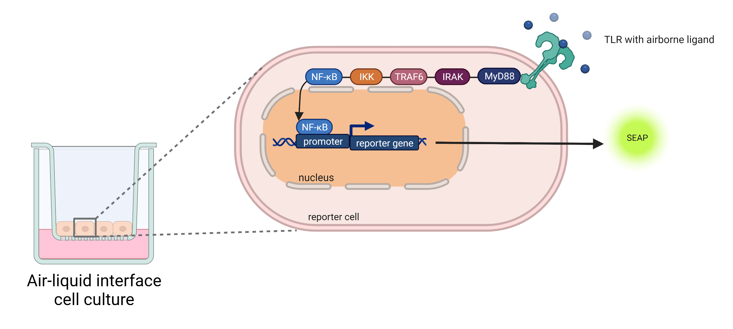 Reporter cells that overexpress toll-like immune receptors.