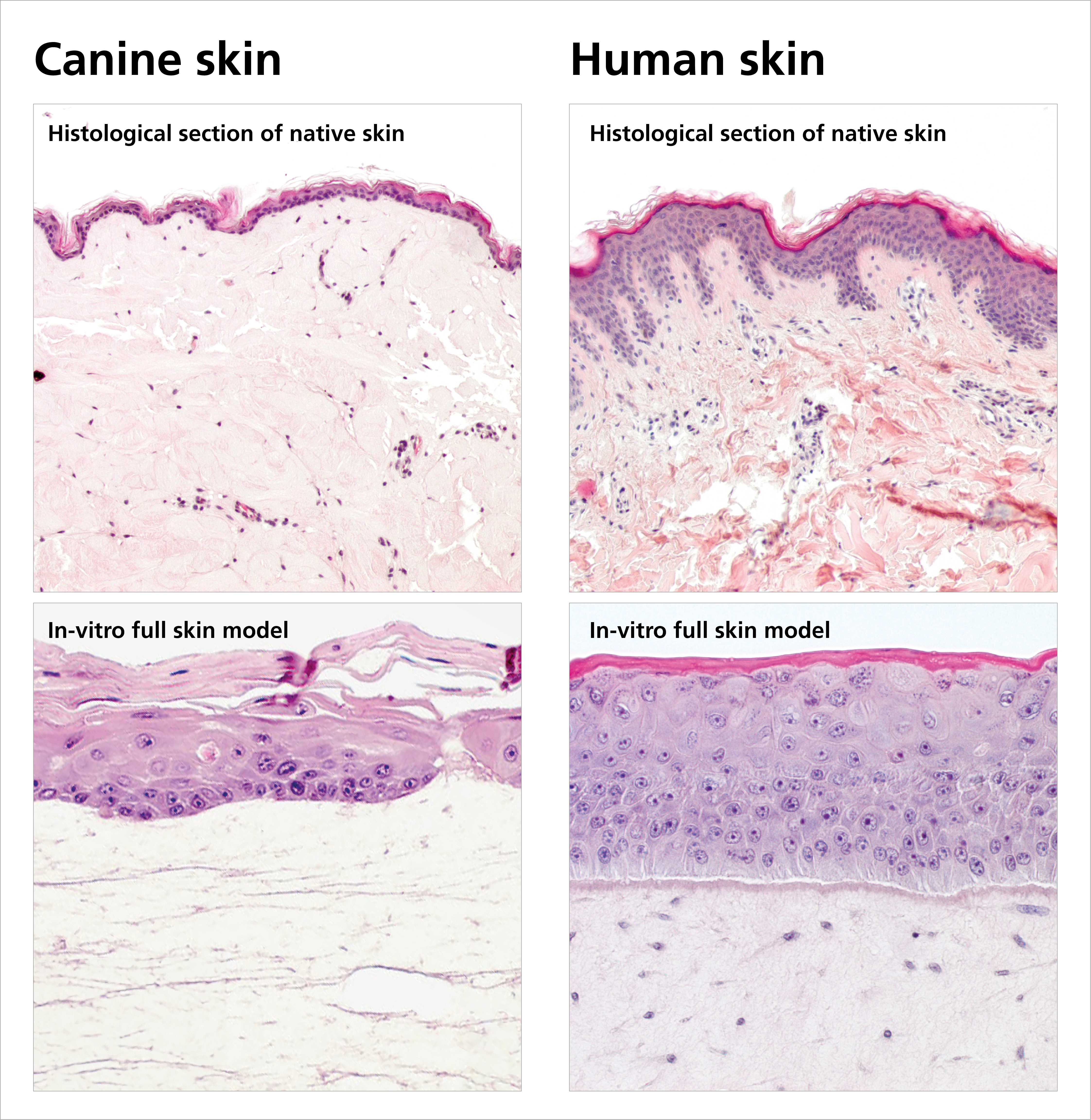 Histological sections of native canine skin and skin model