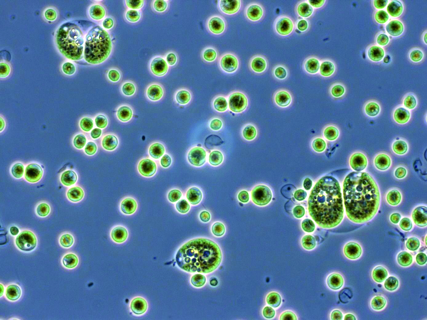 Chlorella sorokiniana in the growth stage