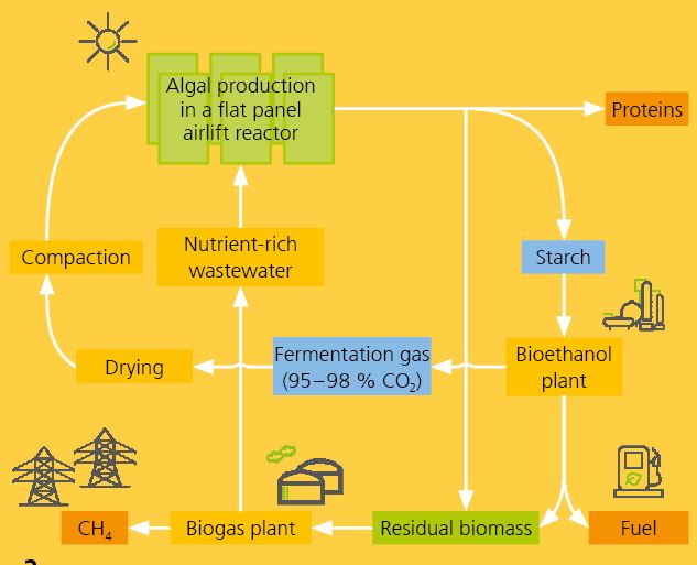 Biorefinery concept for using starch-rich algal biomass and the recycling of nutrients and carbon dioxide.