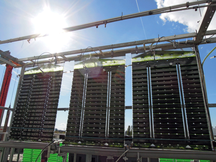 Outdoor facility for microalgae production with 30-liter FPA reactors.