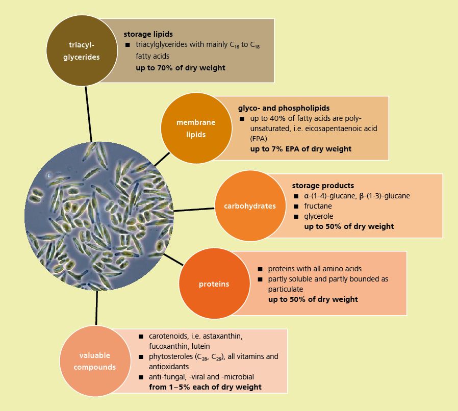 Utilizable components of algal biomass.