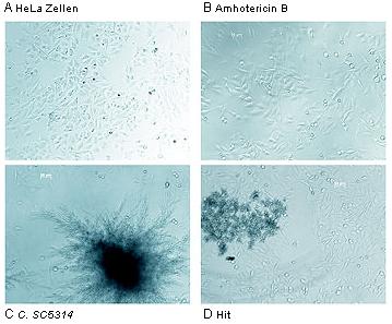 Phase contrast images of the HTS test system.