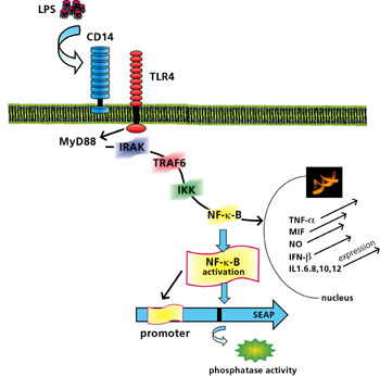 Principle of the cell-based LPS test procedure.