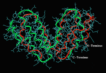 Structure of human Interferon-gamma..