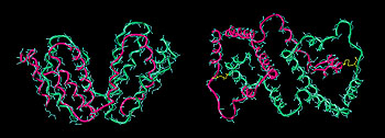 Molecular structure of human interferon-gamma.