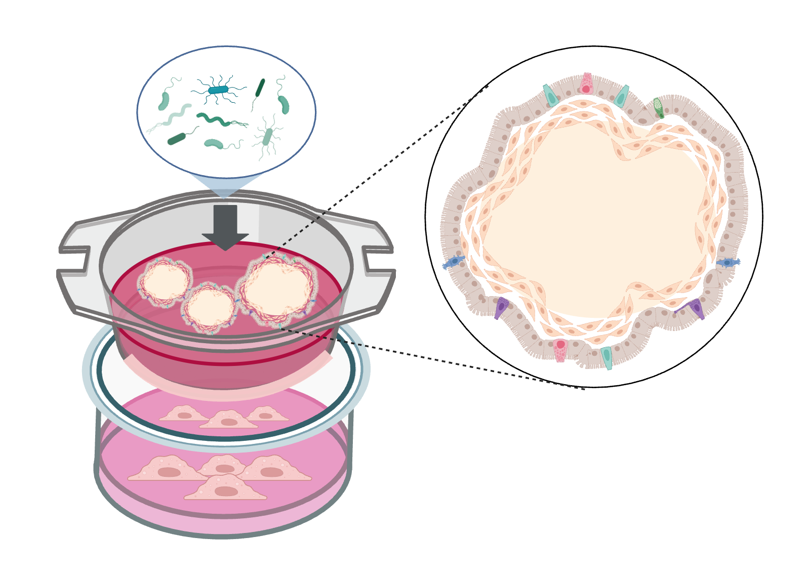 Schematic structure of the Intestinal Organoid In Vitro Test System consisting of inverted intestinal organoids (brown) with the apical side facing outwards, microbiota (green) and immune cells (orange). Graphic was created with BioRender.com.
