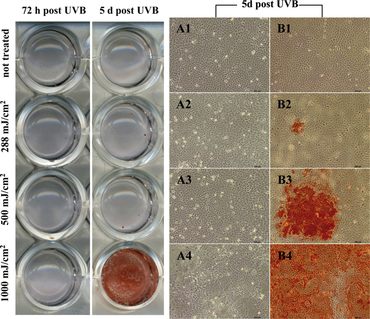 Reactivation of HSV-1 in the co-culture test system.