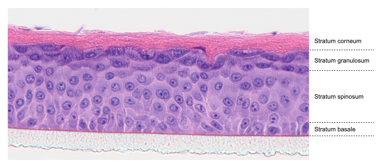 Der histologische Gewebedünnschnitt eines Reporter-Epidermismodells zeigt einen in-vivo-ähnlichen Hautaufbau mit Stratum corneum, Stratum granulosum, Stratum spinosum und Stratum basale.