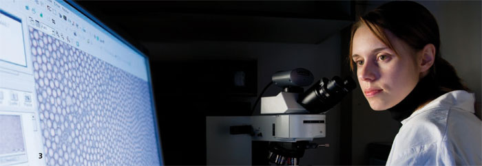 Image of the particle size distribution of microparticles using light microscopy.