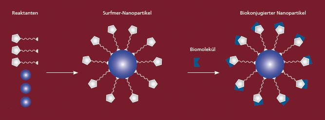 Production of surfmer particles with binding of biomolecules.