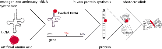 Expanded genetic code in Saccharomyces cerevisiae.