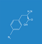 Synthetic amino acid: Azidophenylalanine.