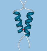 Protein binding domain of the transcription factor Gal4p.