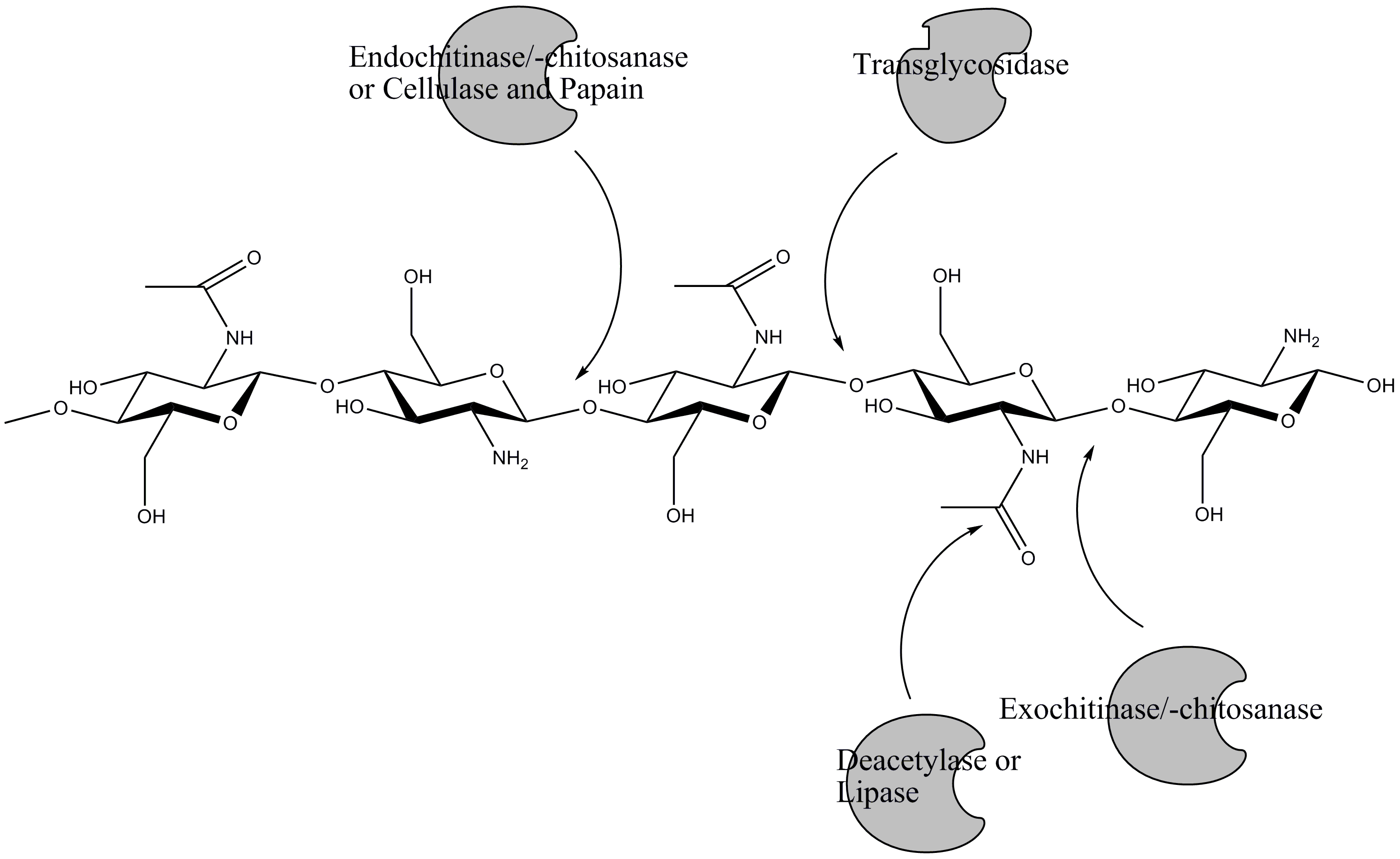 Enzymatic conversion of chitin.