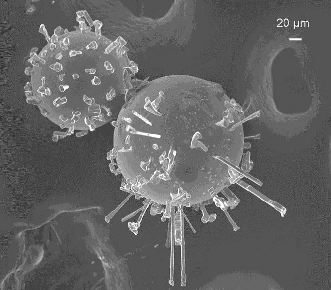 REM image of an EC-EA carrier particle after a laccase-catalyzed reaction of an organosolv digestion solution with 20 mM phenolic components. REM image of an EC-EA carrier particle after a laccase-catalyzed reaction of an organosolv digestion solution with 20 mM phenolic components.