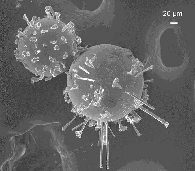 REM image of an EC-EA carrier particle after a laccase-catalyzed reaction of an organosolv digestion solution with 20 mM phenolic components.