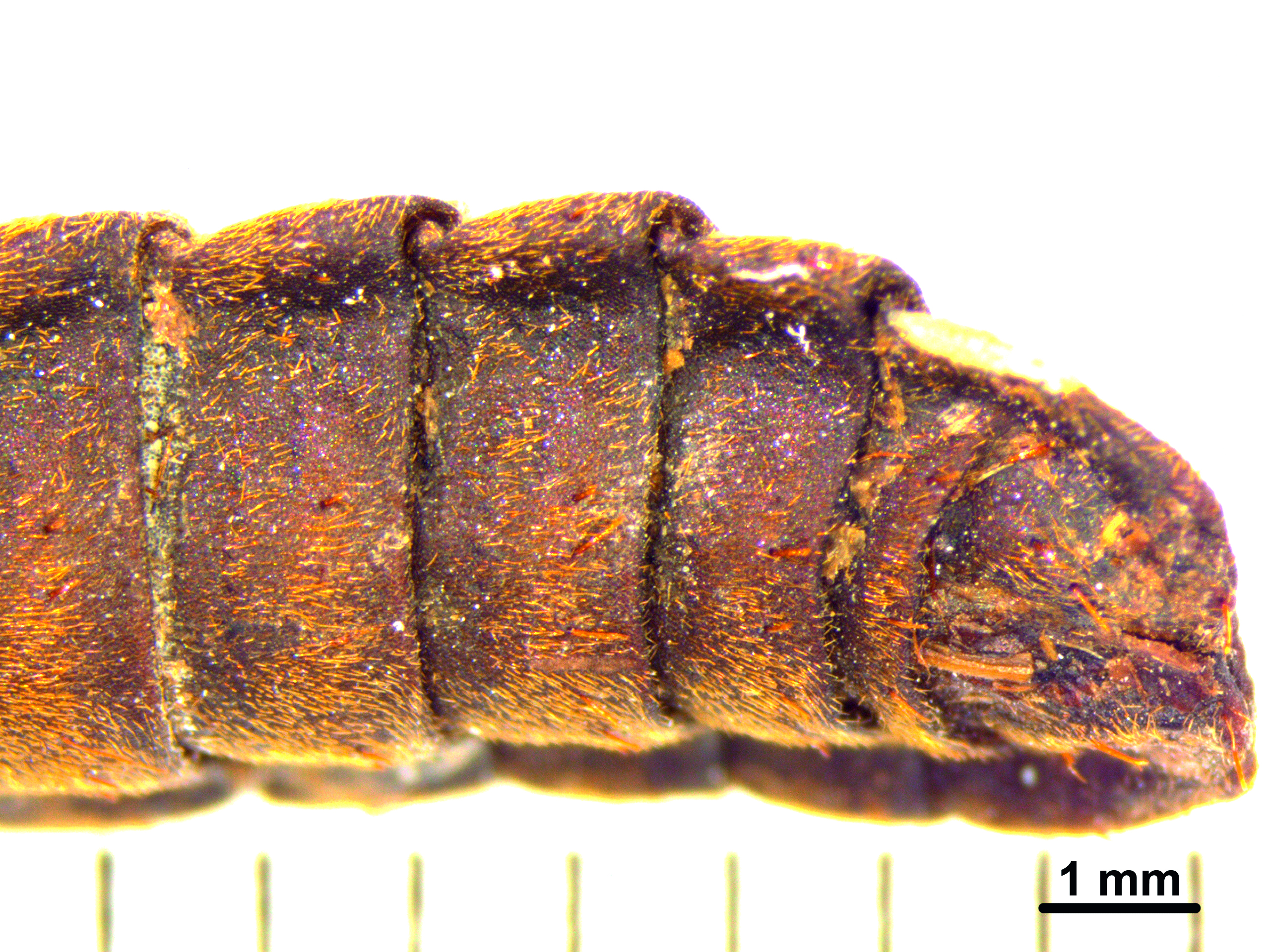 Cocoons, a waste product of insect breeding.