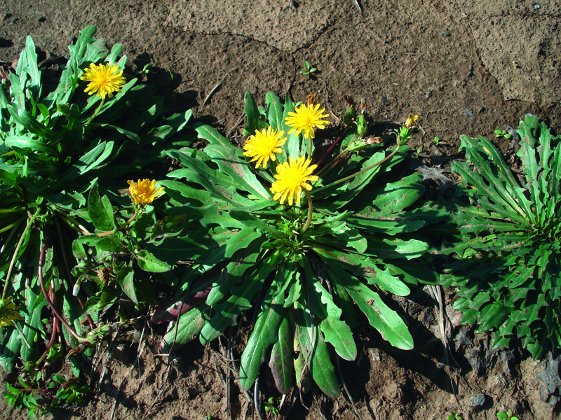 Russian dandelion.