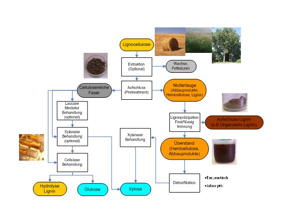 Scheme of fractionation of lignocellulose.