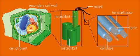Schematic construction of lignocellulose in the secondary cell wall of plants.