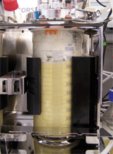 Fermentative synthesis of cellobiose lipids in the 1-liter bioreactor.