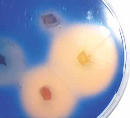 Oxidation of a model substance (blue) by ligninolytic enzymes.