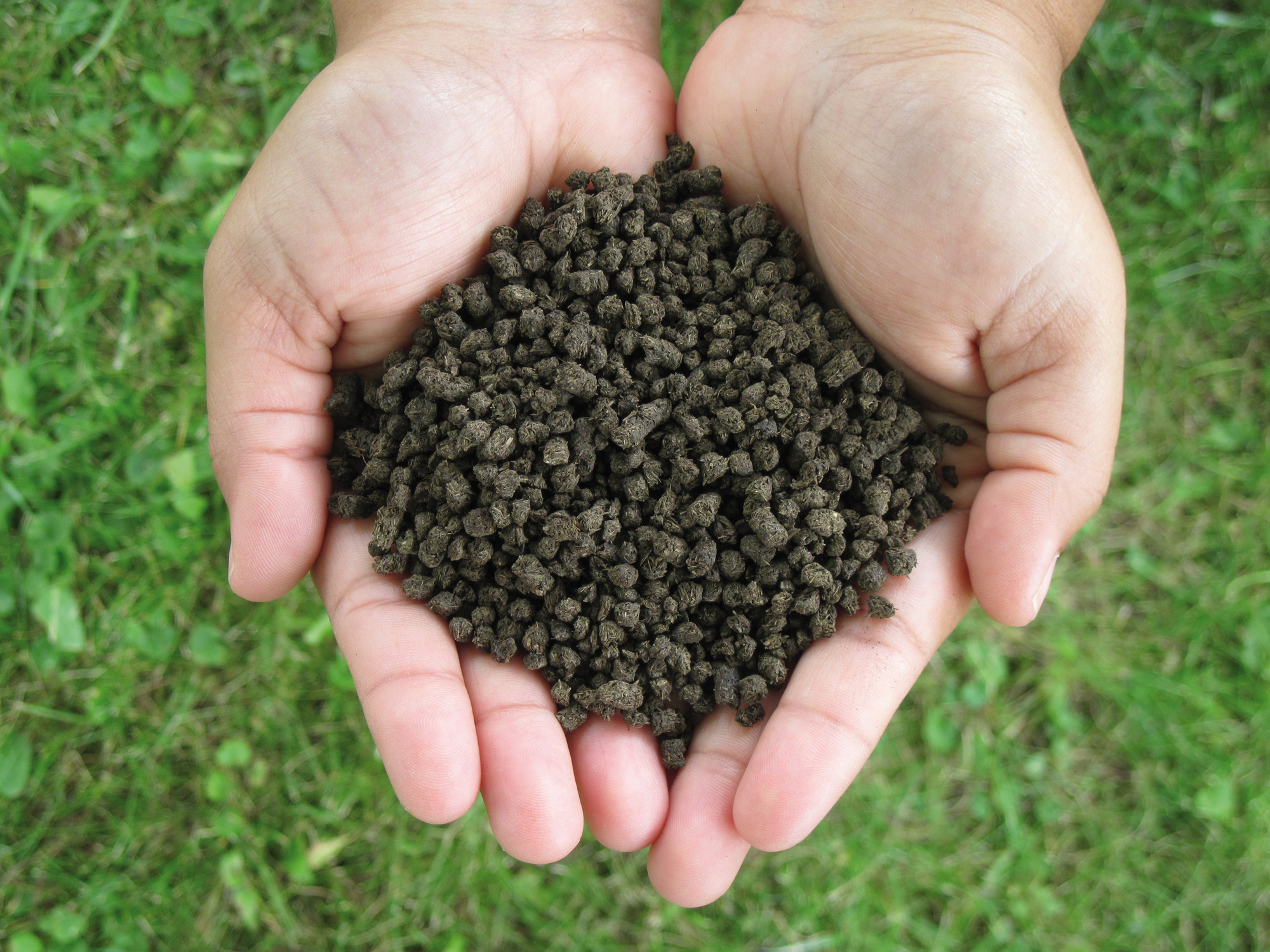 Fertilizer and biological pest repellent all in one: EcoBug pellets, made from the residues of cow manure fermentation enriched with cyanobacteria.
