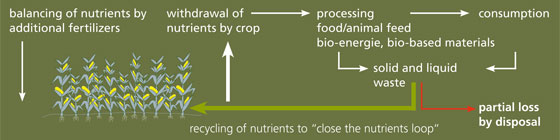 Nutrient flow.