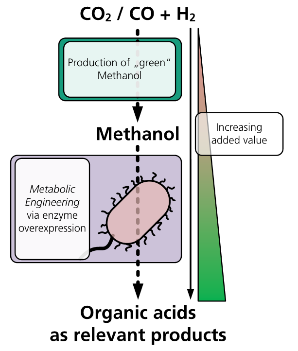 Schematic representation of the EVOBIO process chain. The production of "green" methanol from CO<sub>2</sub> or synthesis gas (CO/H<sub>2</sub> mixture) enables a new approach to the production of organic acids by methylotrophic fermentation.