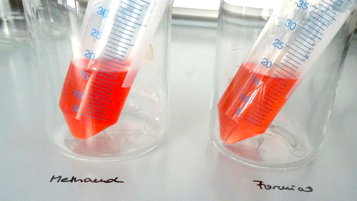 Isolated dye from bioreactor cultivations of M. extorquens AM1 on methanol or on formic acid (formate) as substrate.
