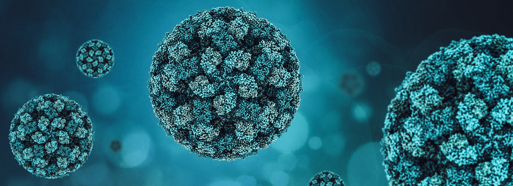 Virus-ähnliche Partikel: feline calicivirus 