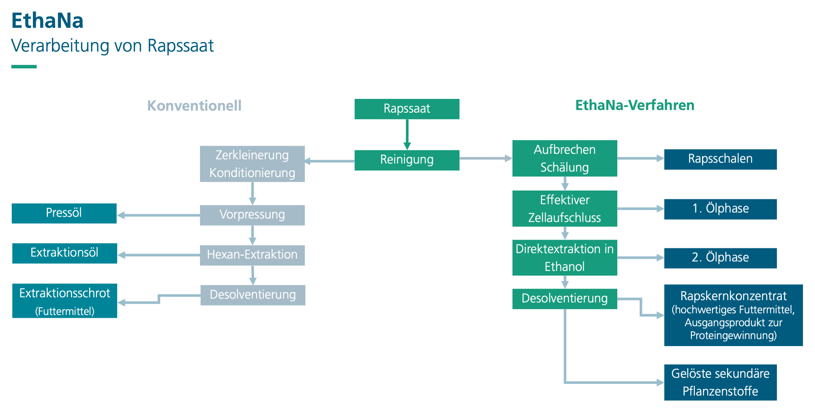 Schematische Darstellung der Verarbeitung von Raps: herkömmliches Verfahren industrieller Ölmühlen (links) im Vergleich zum EthaNa-Verfahren mit ethanolischer, nativer Extraktion (rechts).