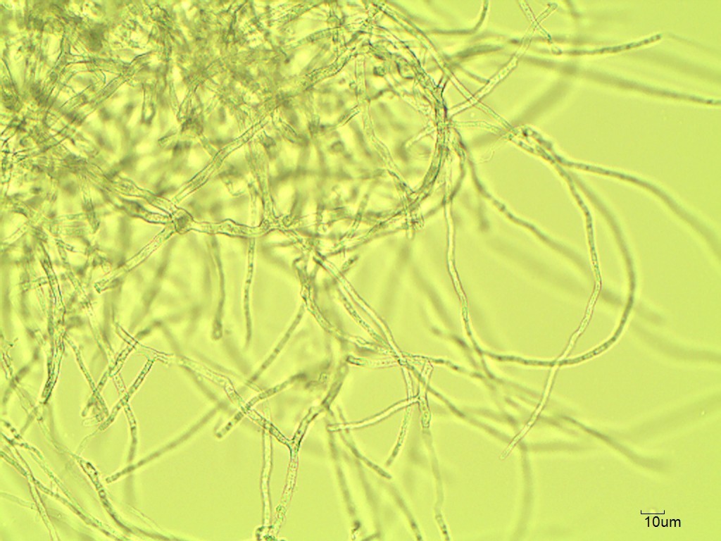 Aspergillus oryzae