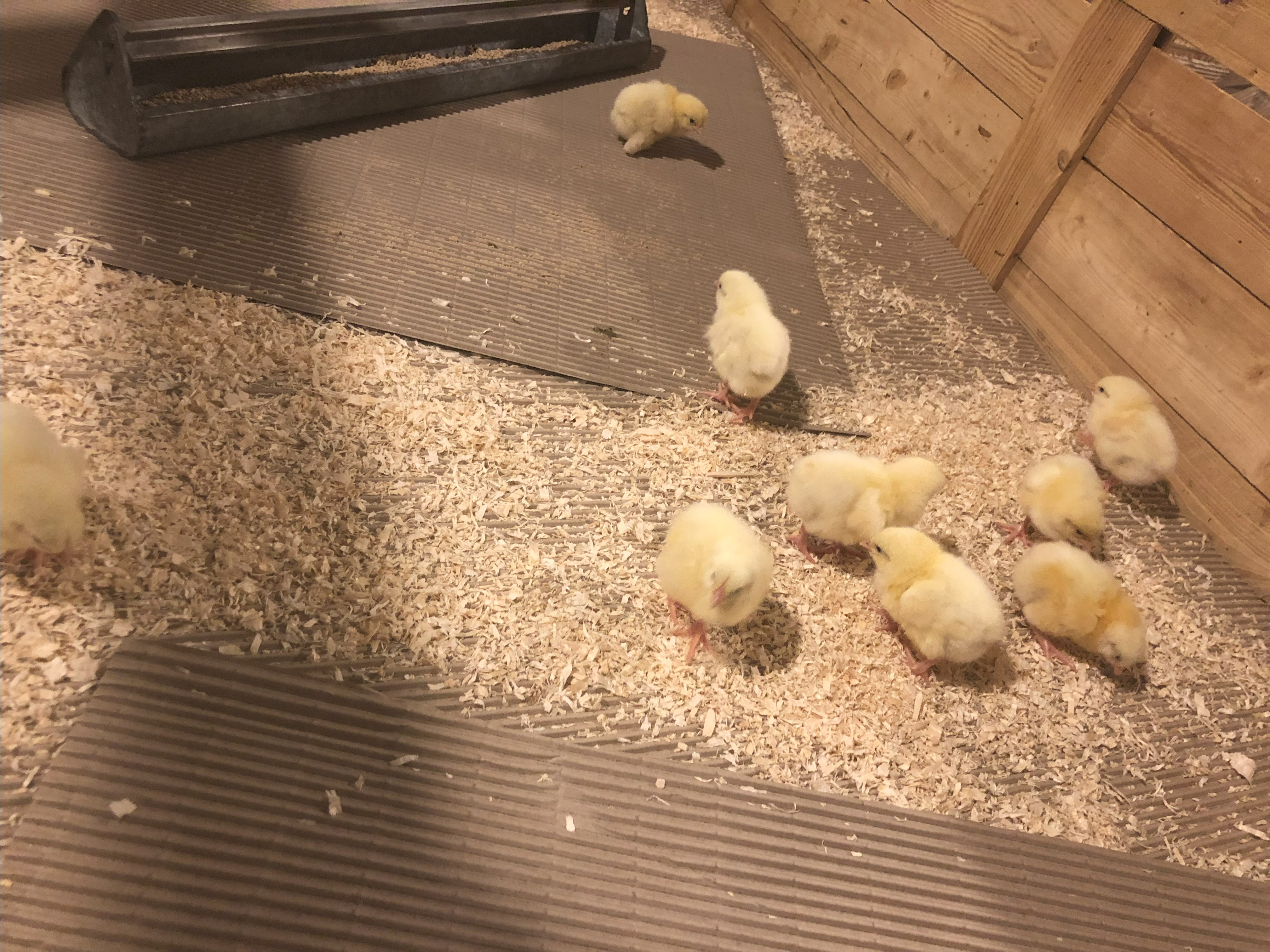 Chicks with litter and pellets made from rapeseed concentrate